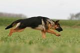 BERGER ALLEMAND 1096